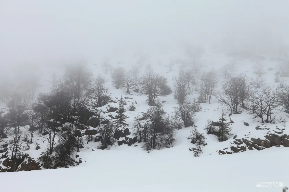 高清摄影 覆盖着白雪的山坡上有树木。