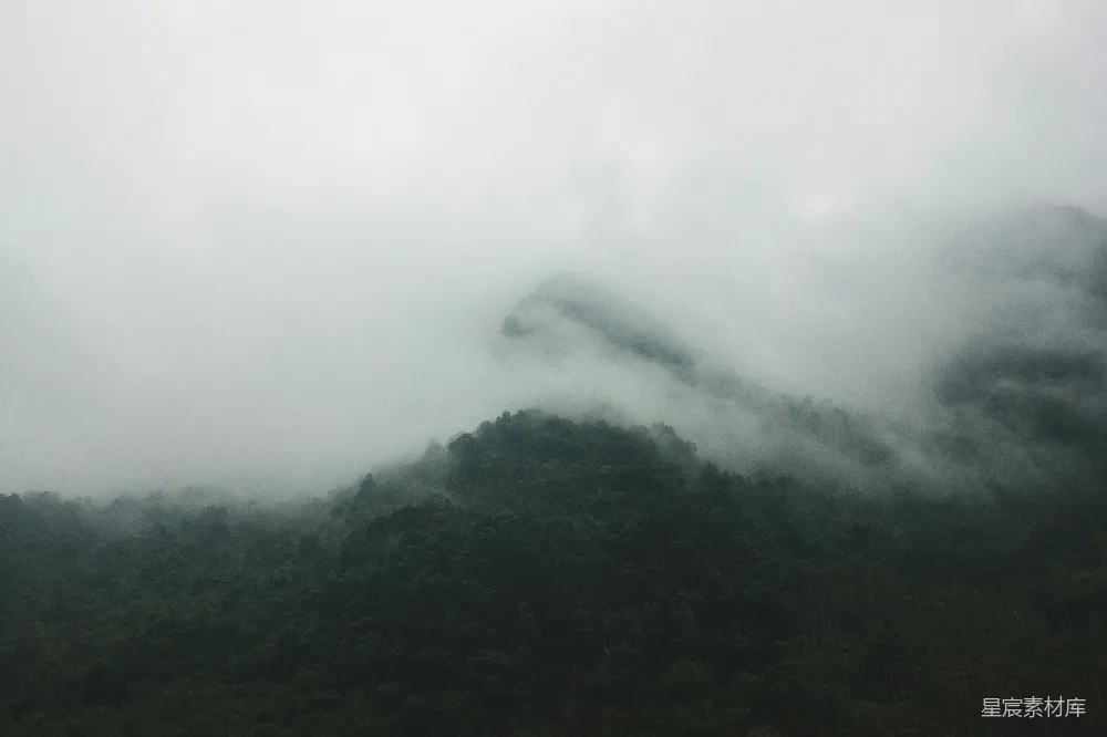 高清摄影 雾中的森林，树木