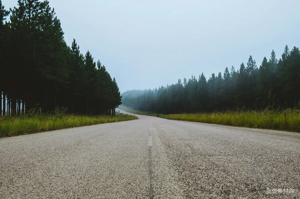高清摄影 通往森林的道路