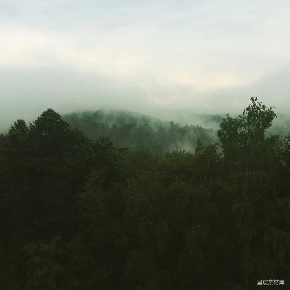 高清摄影 绿叶树木