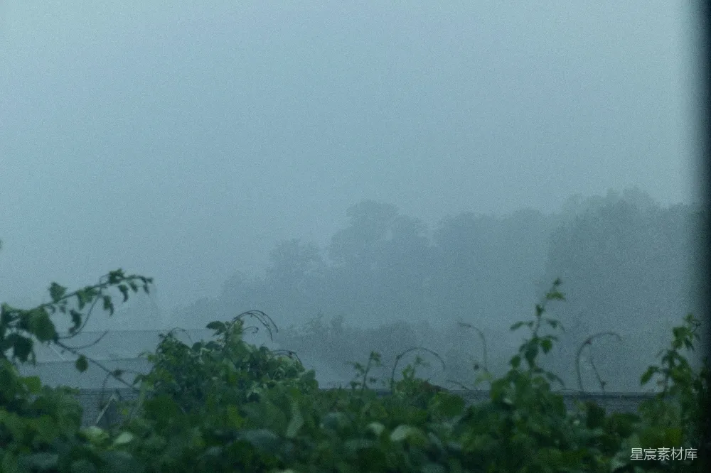 高清摄影 蒙蒙细雨洒落满树，远处弥漫着轻雾。