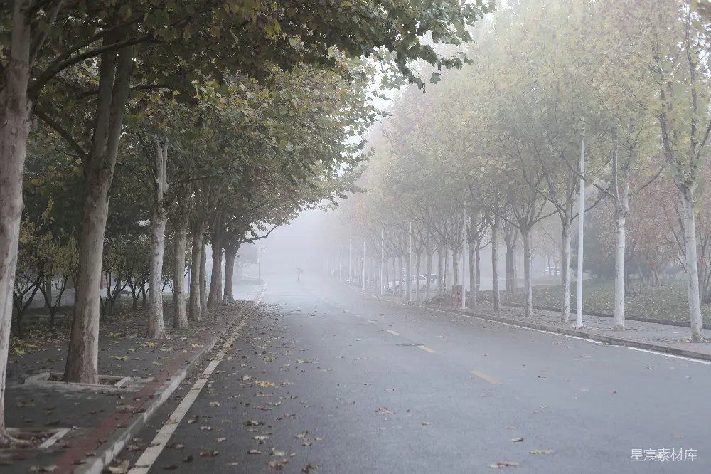 高清摄影 一条夹道种植树木的道路