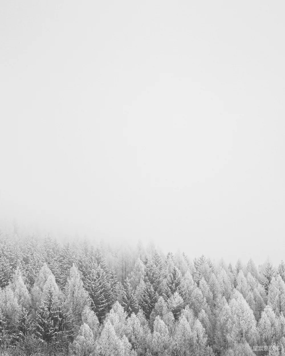 高清摄影 白天树木覆盖着白雪