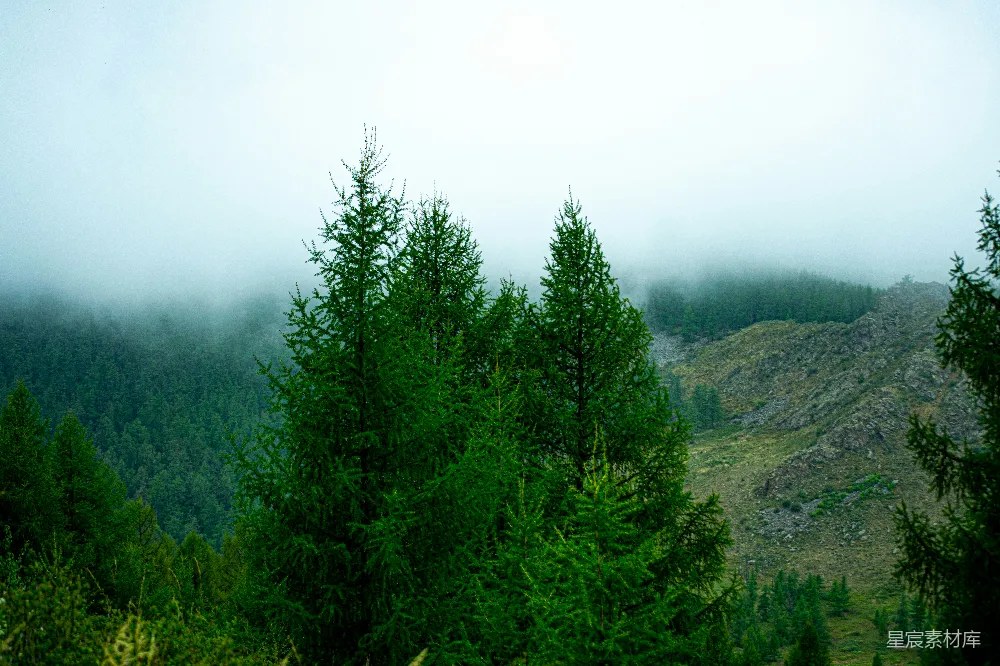 高清摄影 前景中有树木，背景是雾霭的山景