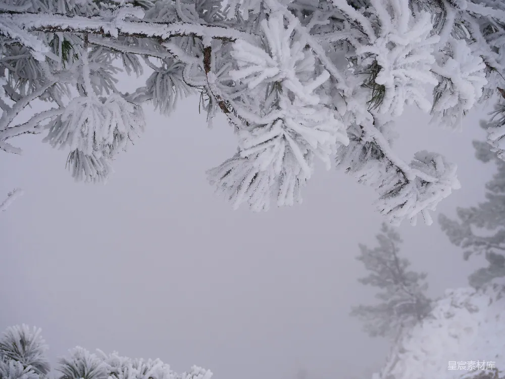 高清摄影 覆盖着白雪的森林里有很多树木