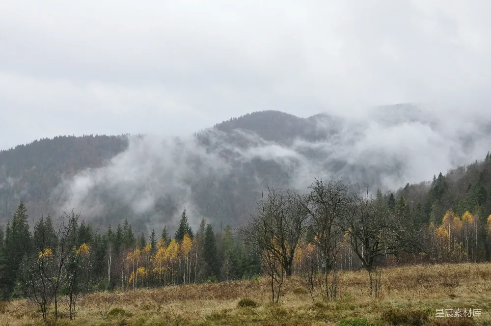 高清摄影 背景有树林和山的草地
