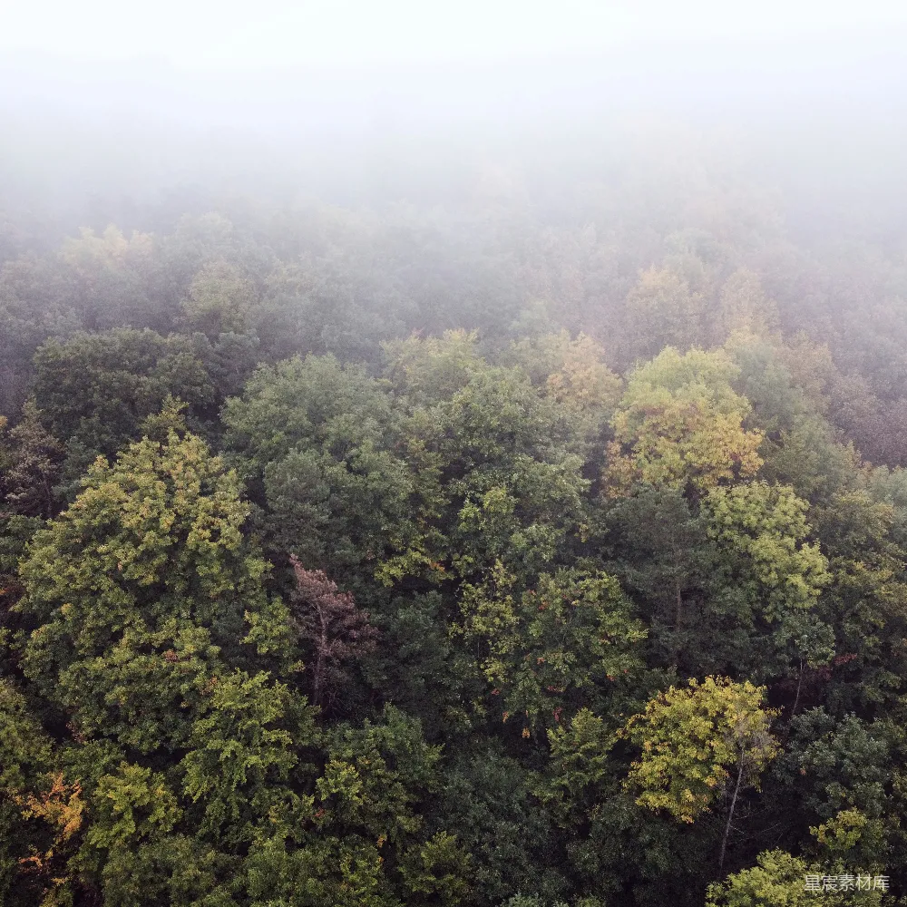 高清摄影 白天天高地远绿树间