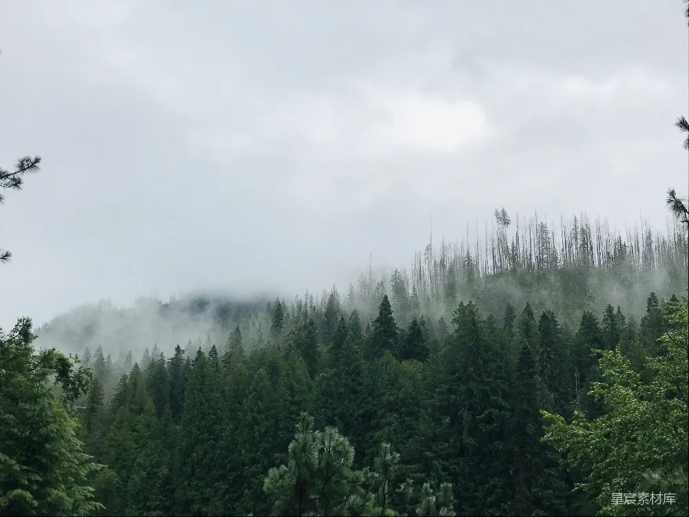 高清摄影 白天绿树下的白云蓝天