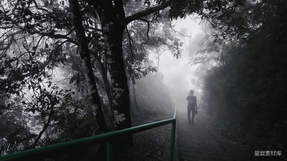 高清摄影 旅行 一个人在林间小路上行走