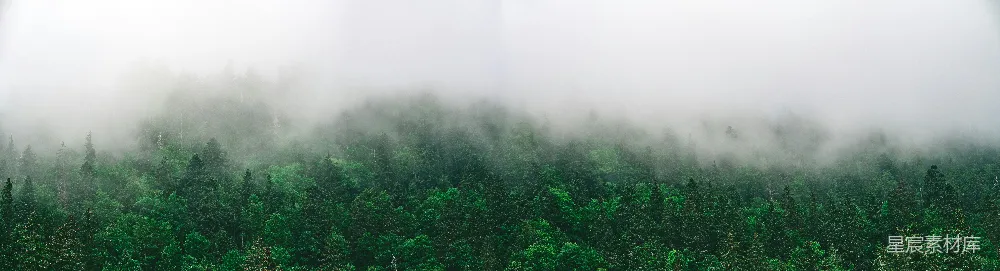 高清摄影 雾气笼罩的绿树