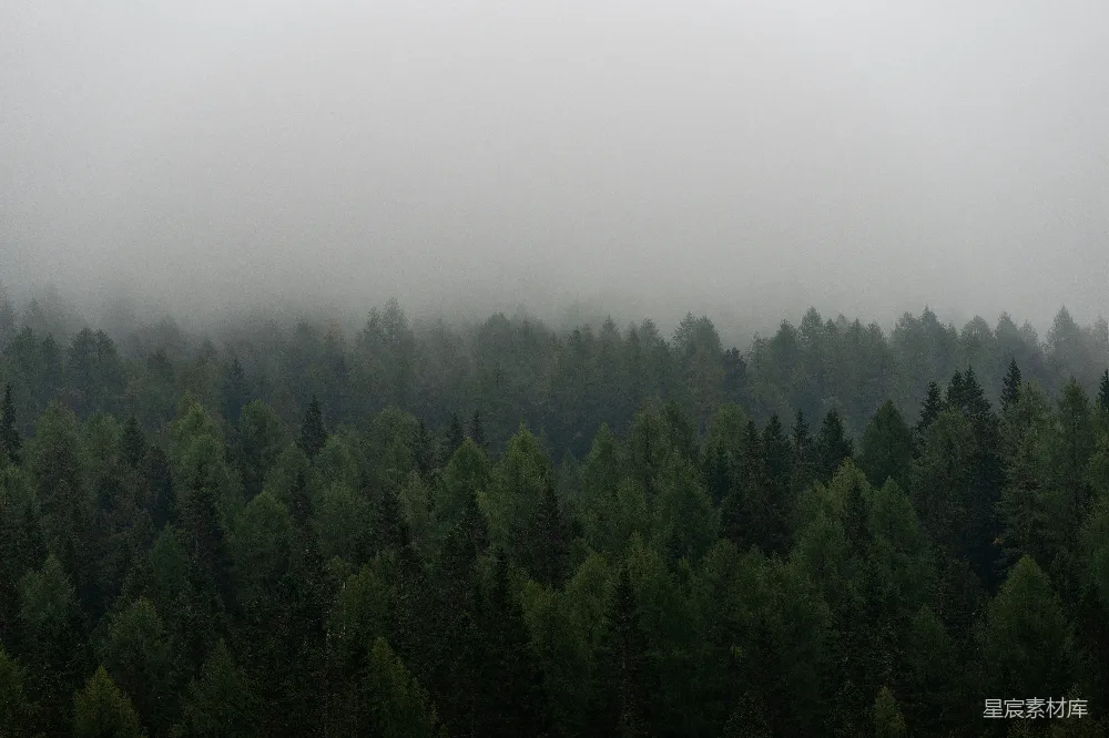 高清摄影 白天绿树下的蓝天