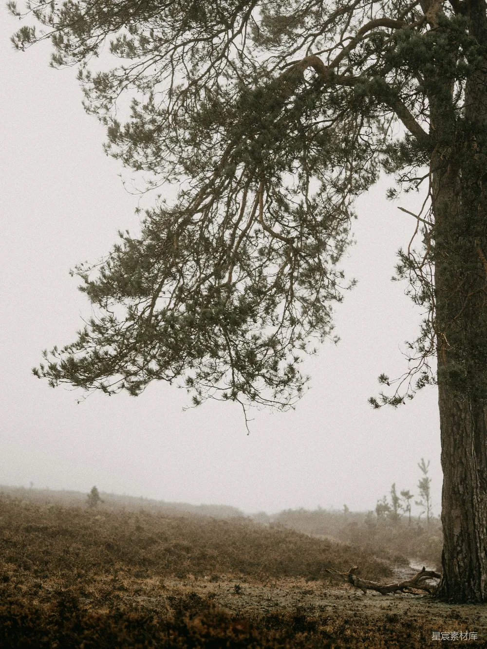 高清摄影 白天绿树掩映中的绿色草地 fields with verdant trees and grass in the daytime