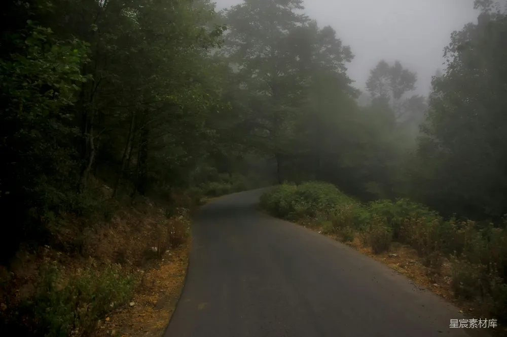 高清摄影 路边有树的道路