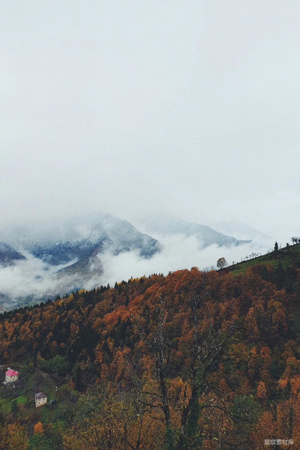 高清摄影 前景中几棵树的山景