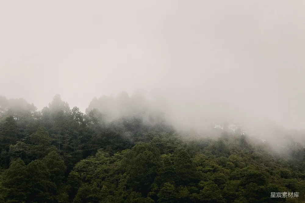 高清摄影 绿树掩映在雾中