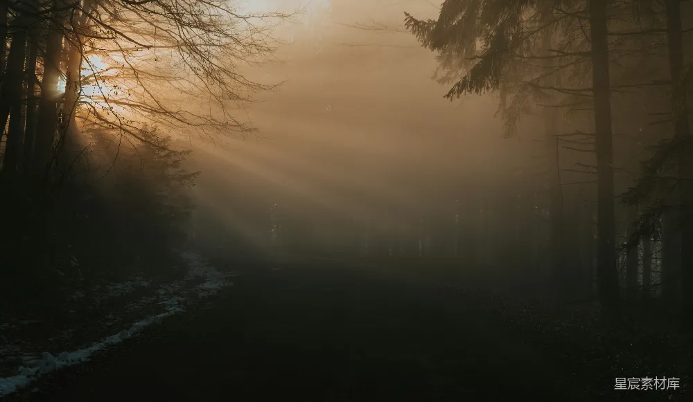 高清摄影 透过树丛的阳光 Rays of sunlight filtering through the trees