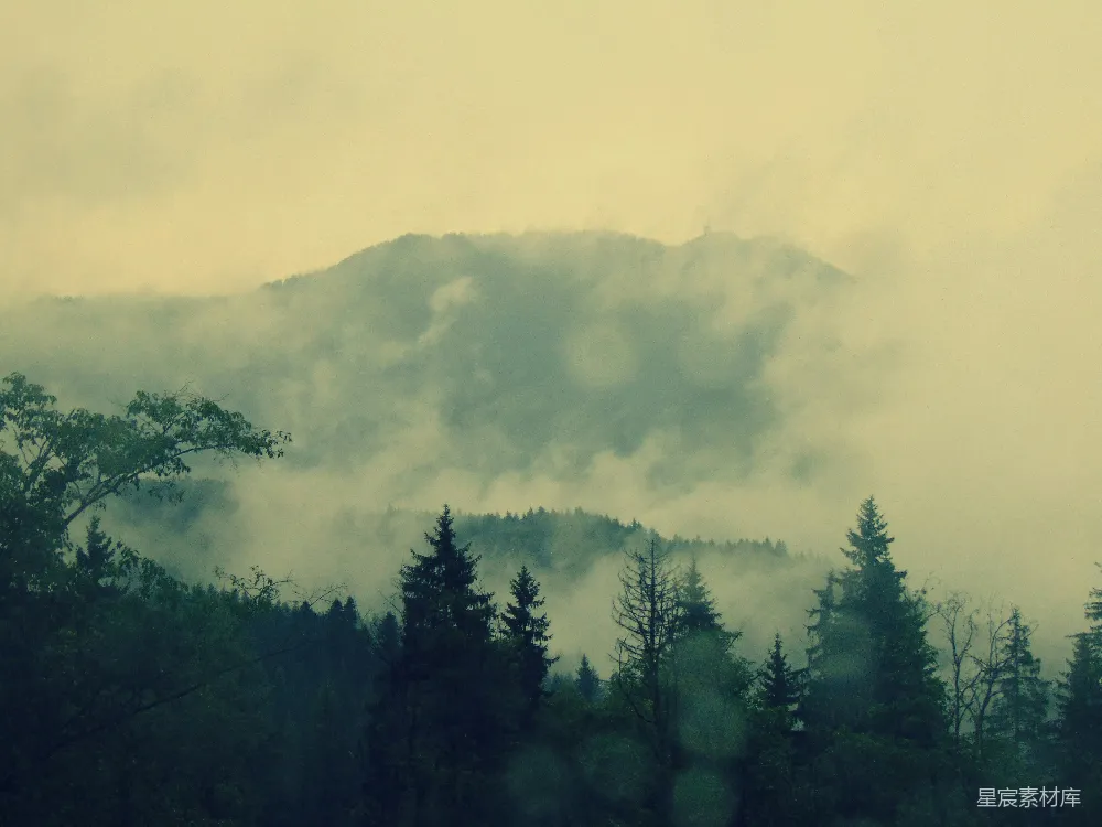 高清摄影 雾蒙蒙的山和松树的风景