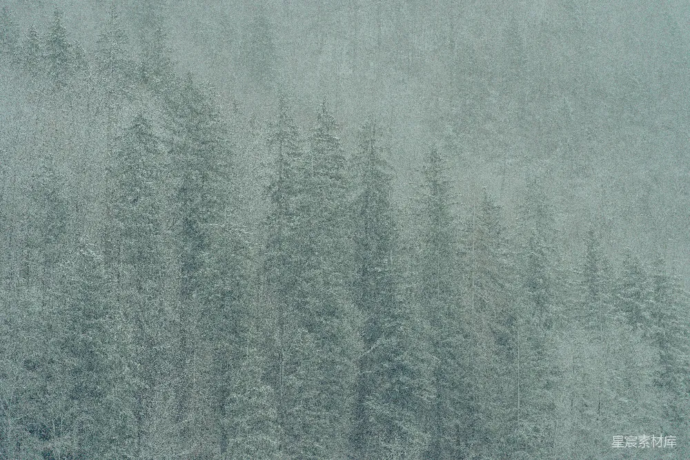 高清摄影 森林中一群覆盖着白雪的树木