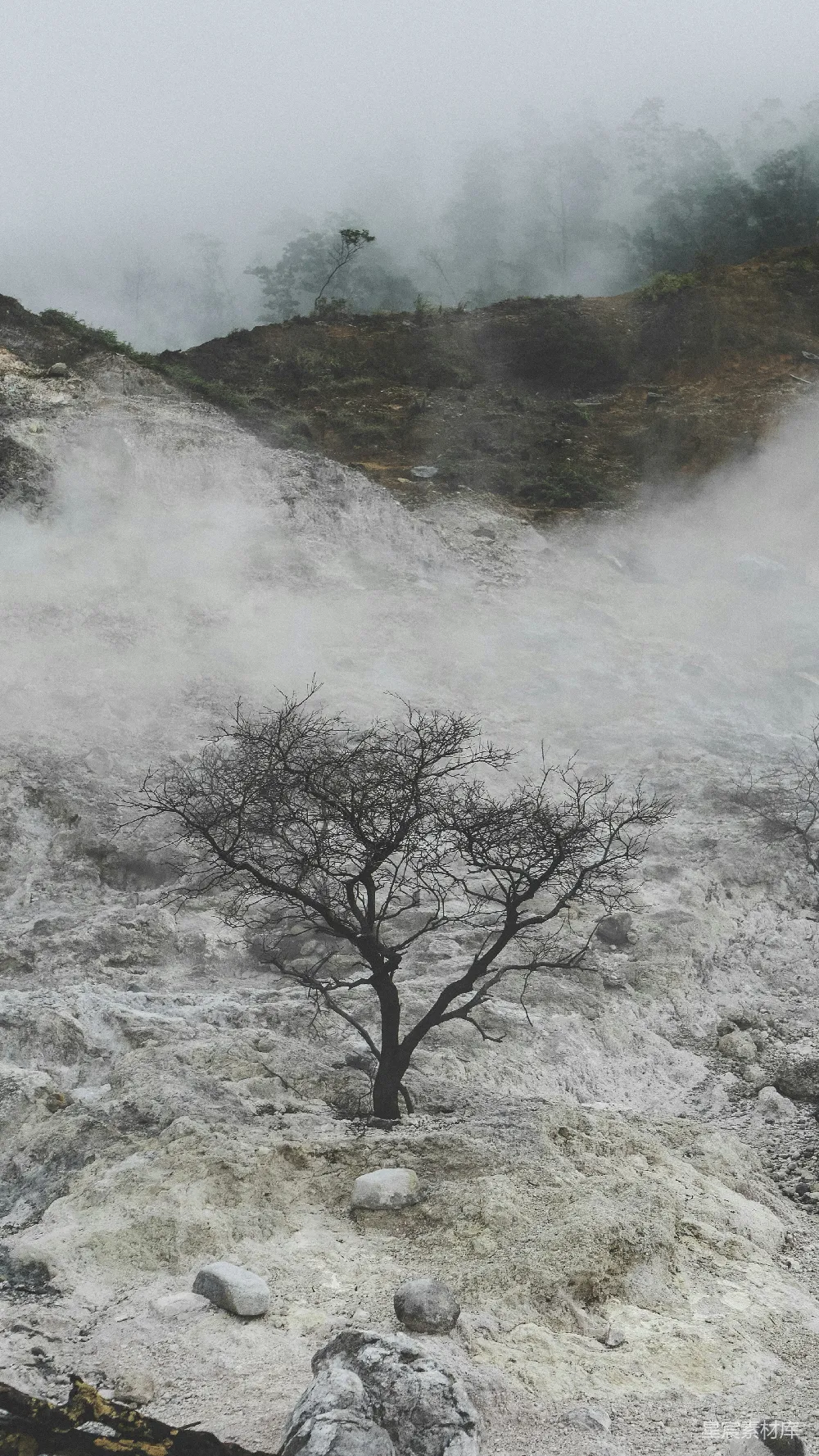 高清摄影 岩石地带中的一棵孤树