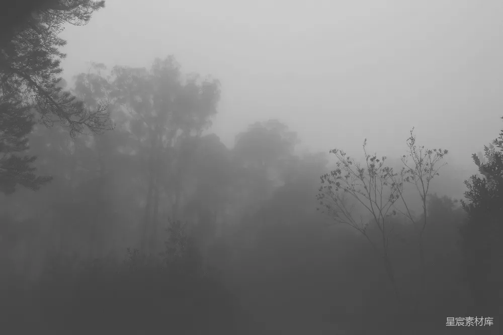 高清摄影 一幅黑白照片中的雾中森林