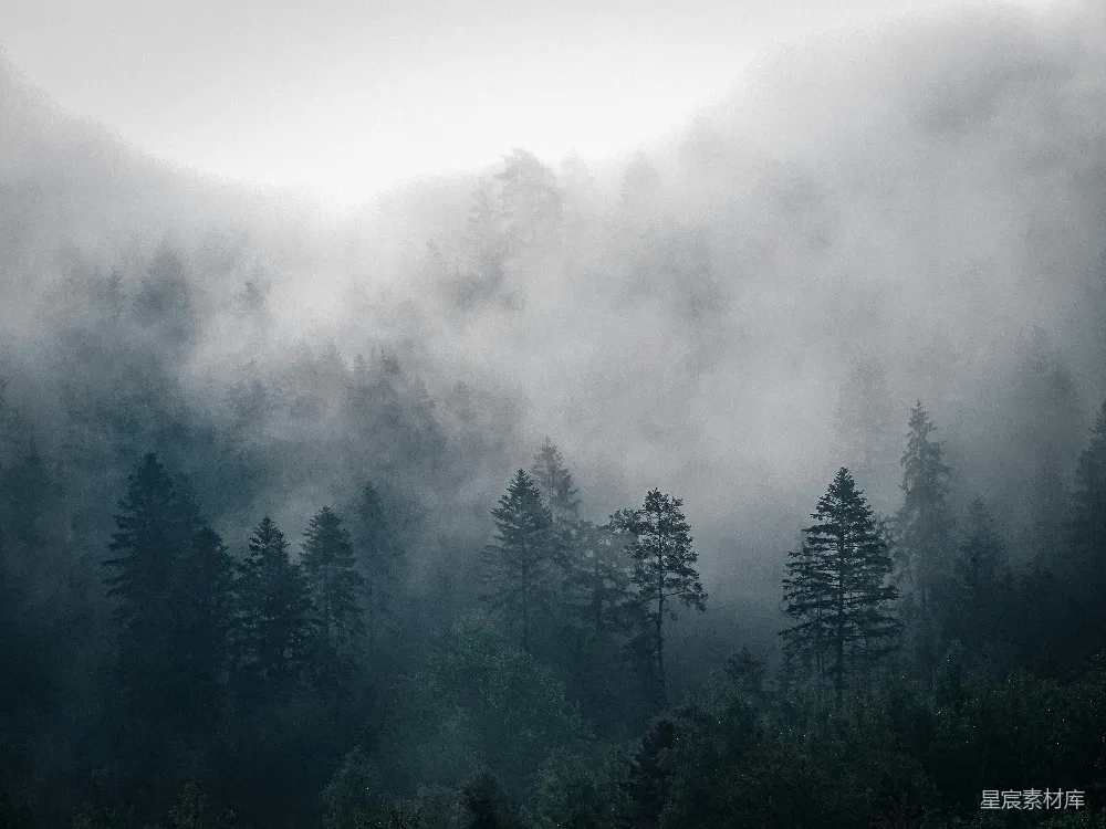 高清摄影 一幅黑白照片里的雾气森林