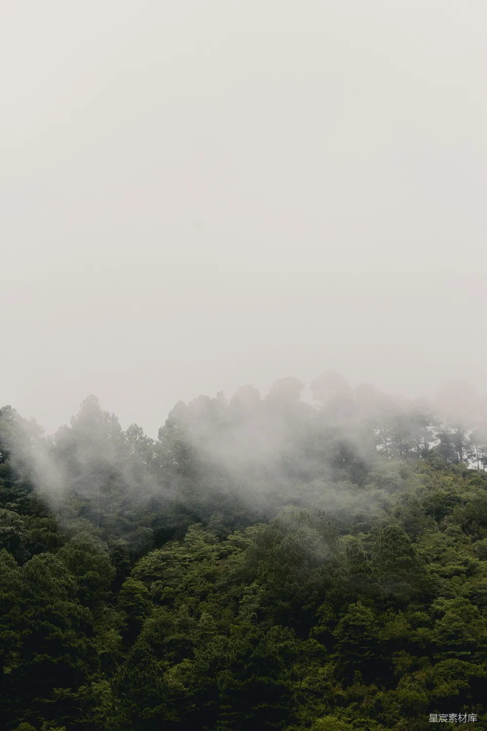 高清摄影 绿树覆满薄雾