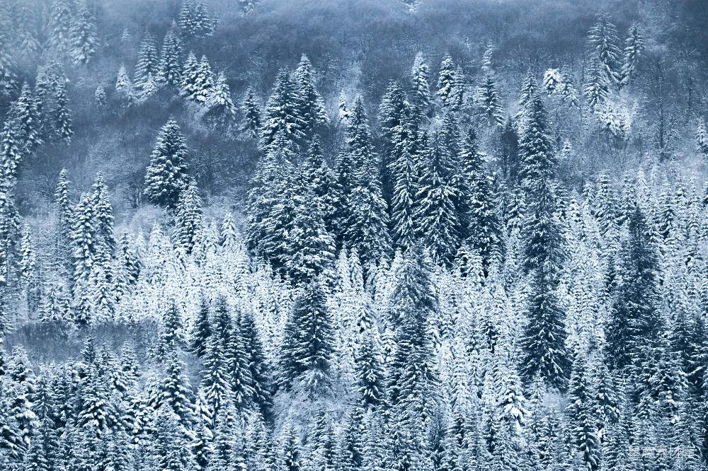 高清摄影 一排排覆盖着白雪的松树