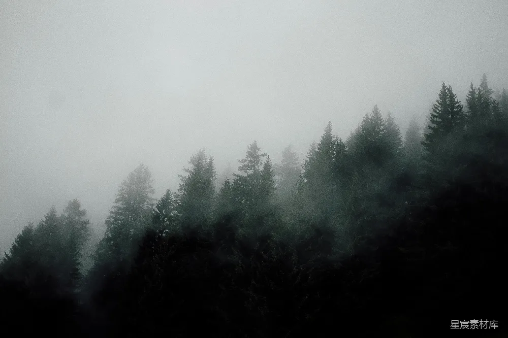 高清摄影 白天森林上的雾气
