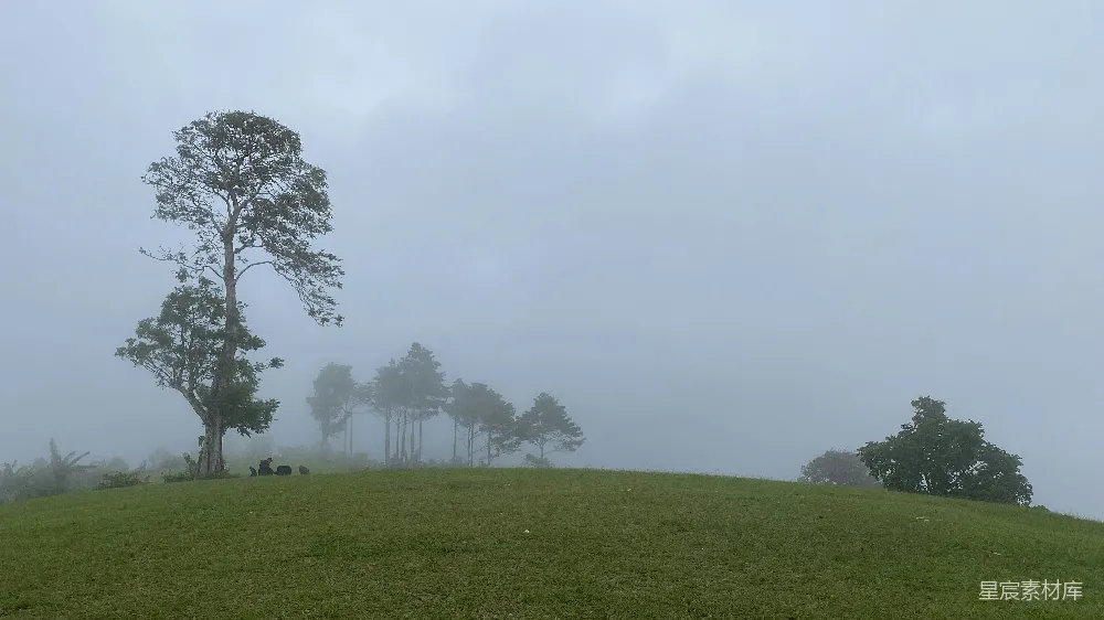 高清摄影 背景中有草坡、树木和雾。