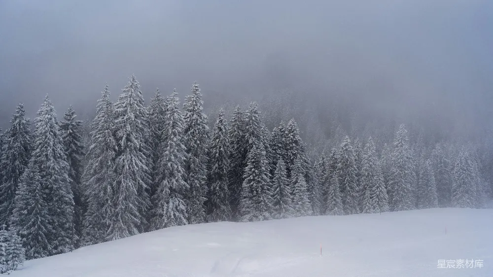高清摄影 背景中有树的一片被雪覆盖的田野