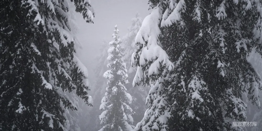 高清摄影 皑皑白雪覆盖下的冬林树木。