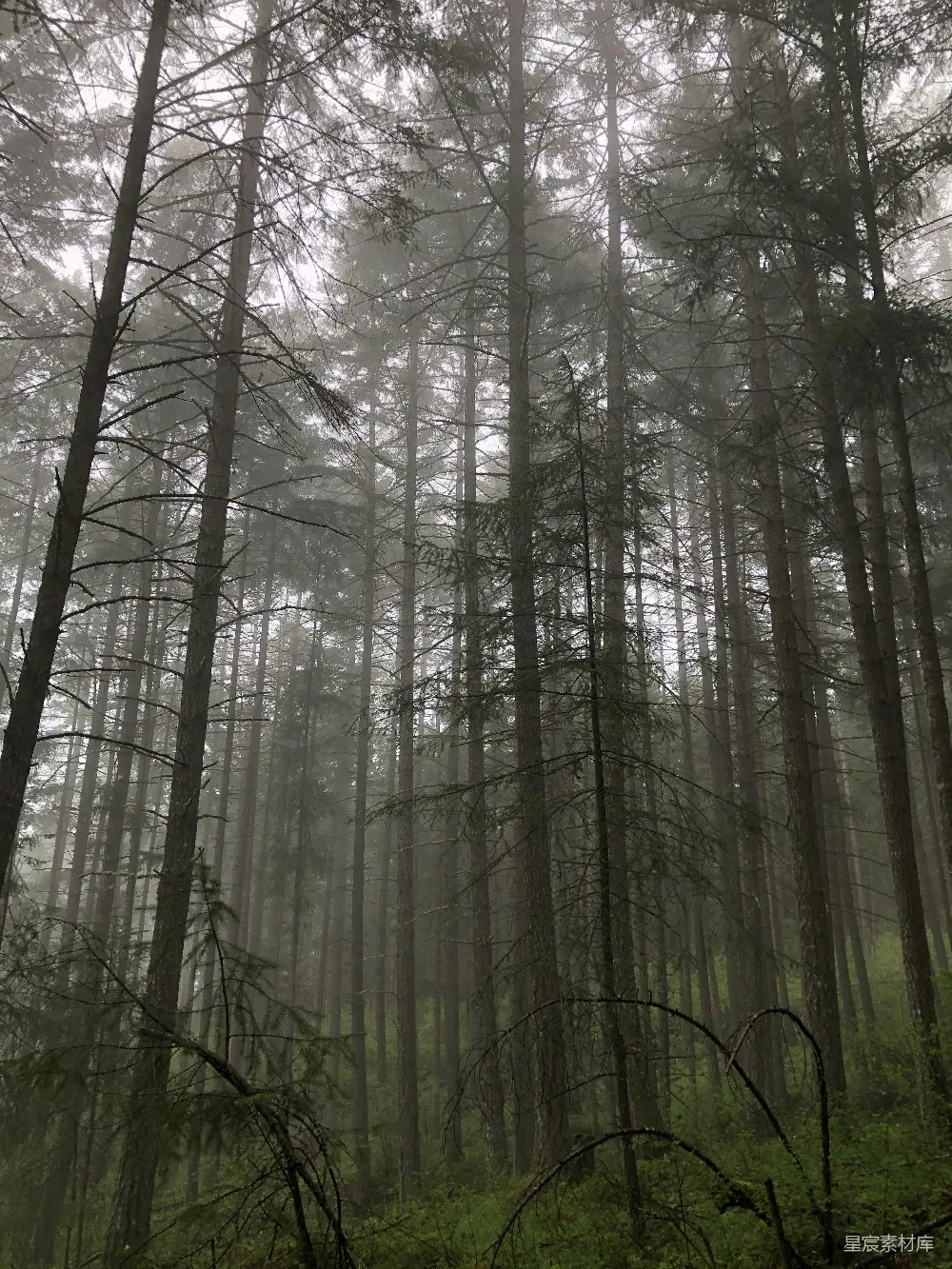 高清摄影 森林中的绿树在白天