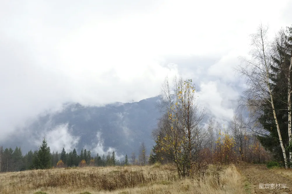 高清摄影 背景是树林和山丘的草地.field前面加上了修饰语“草绿”。