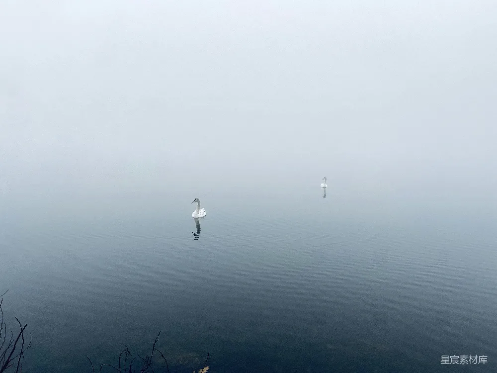 高清摄影 白鸭漂浮在水面上