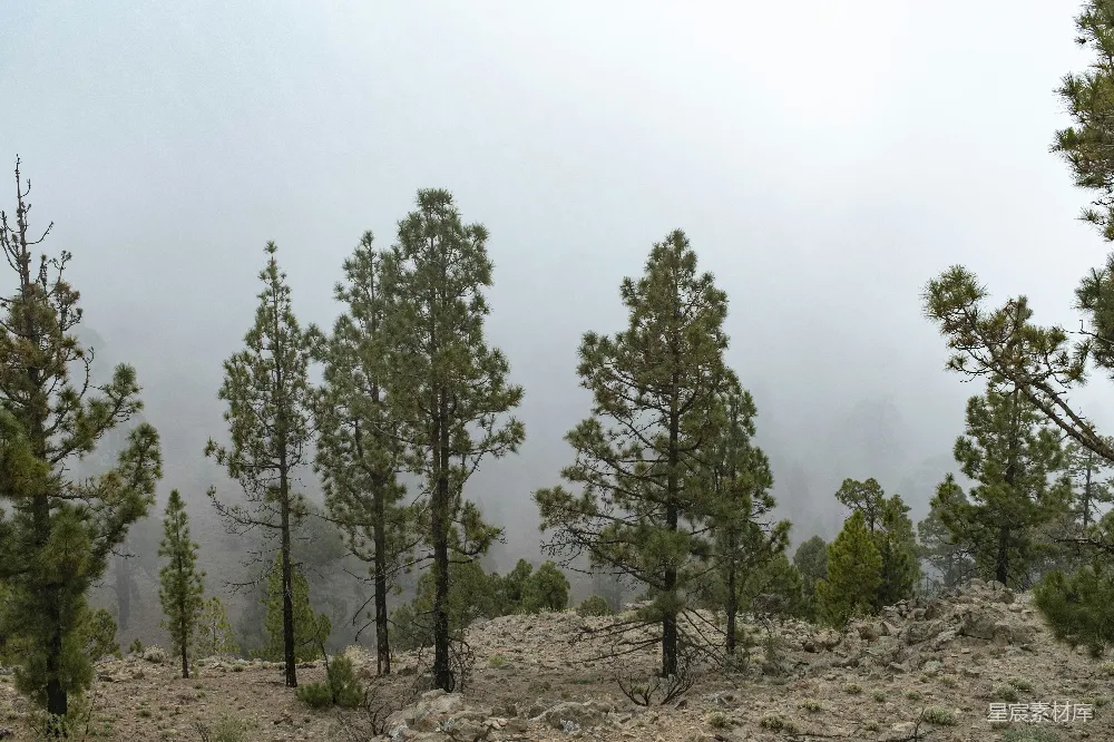 高清摄影 山坡上的一群树，在背景中有雾。