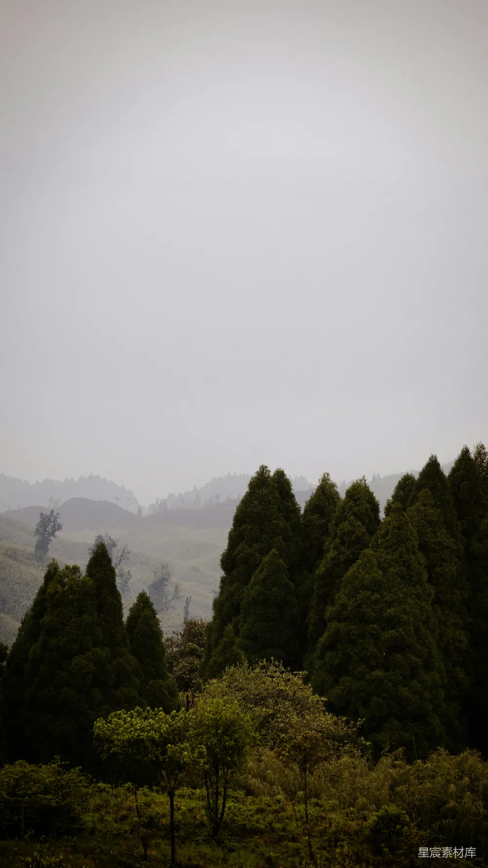 高清摄影 绿树 beneath 灰色的天空中耸立着。