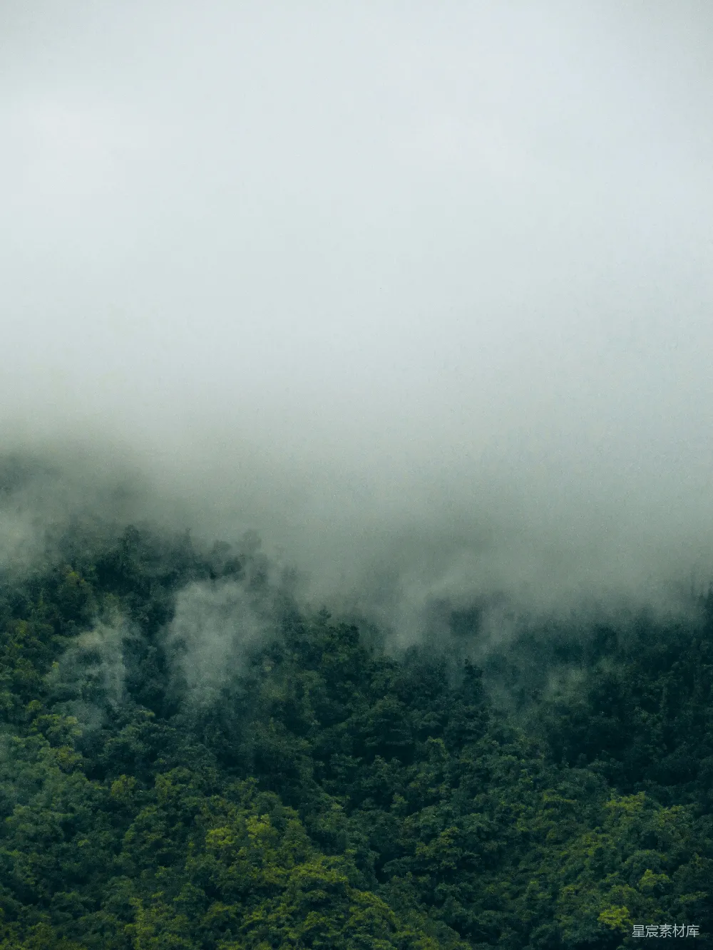 高清摄影 一片树的森林