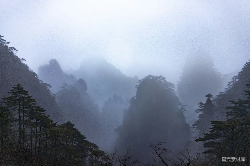 高清摄影 白云下的树在白天的景象