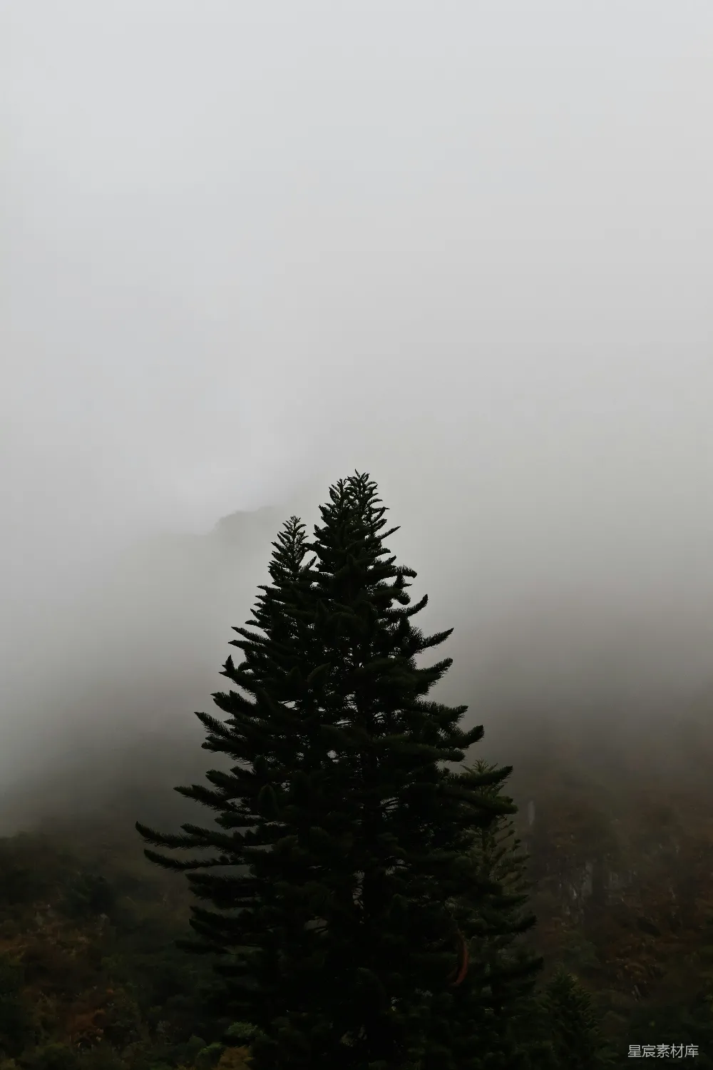 高清摄影 暗 Pine 树轮廓在一片雾气弥漫的风景中。