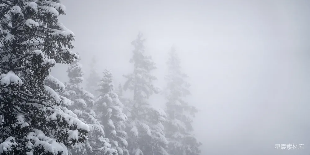 高清摄影 雪覆盖的树木消失在雾气中。