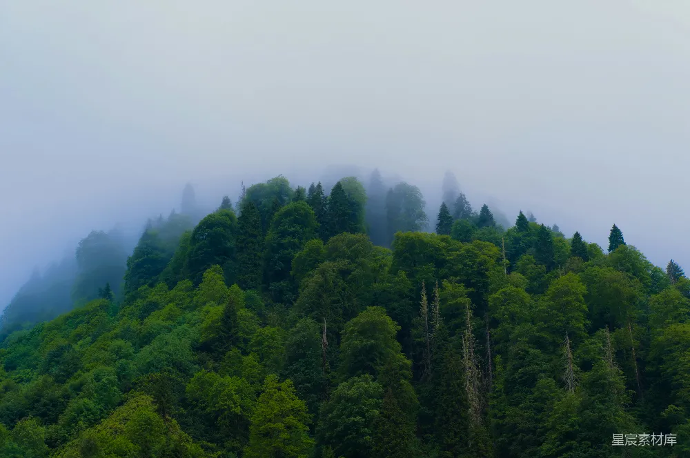 高清摄影 山中雾气缭绕的绿树。