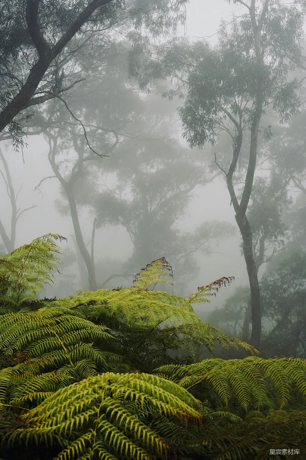 高清摄影 绿蕨