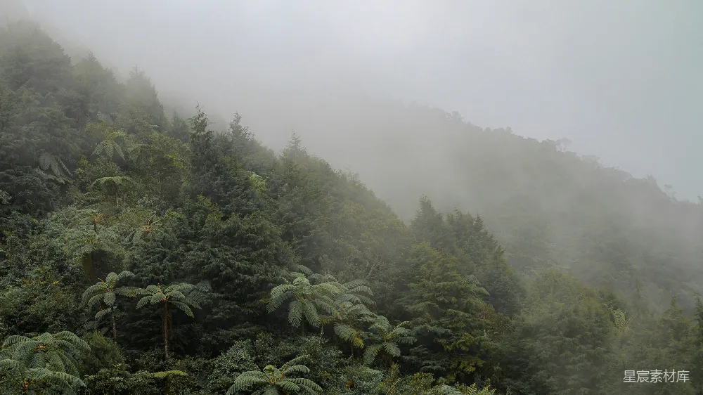 高清摄影 山峦被雾笼罩，旁边有树木。