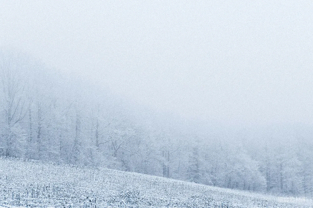 高清摄影 白天树木覆雪