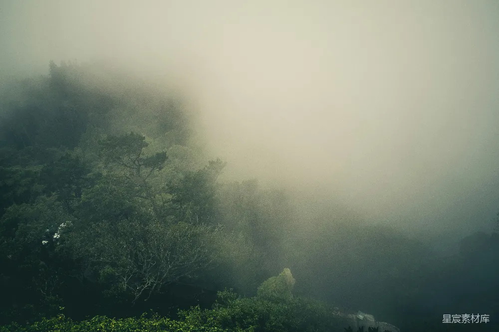 高清摄影 绿树