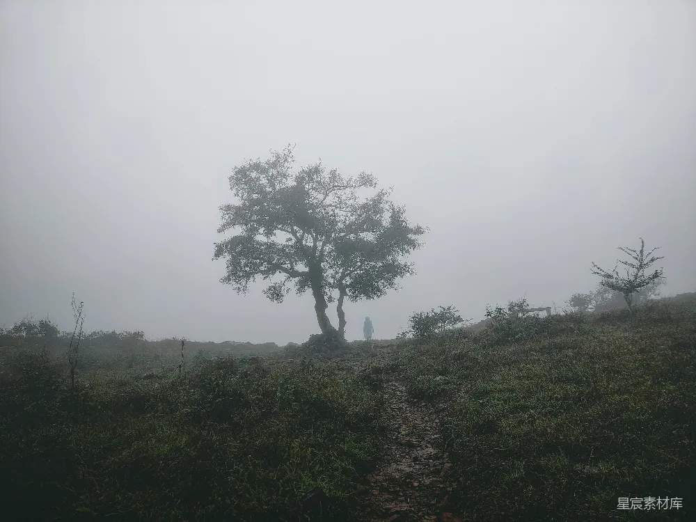 高清摄影  雾日里的一棵树