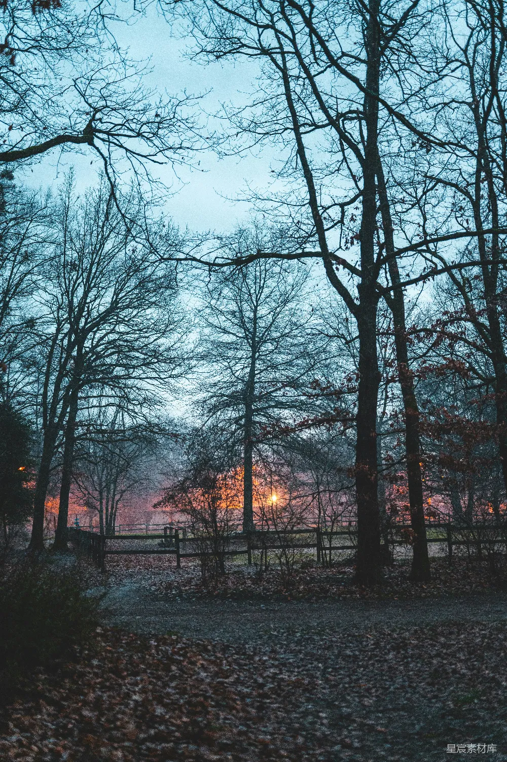 高清摄影 夕阳下灰色天空中的裸树