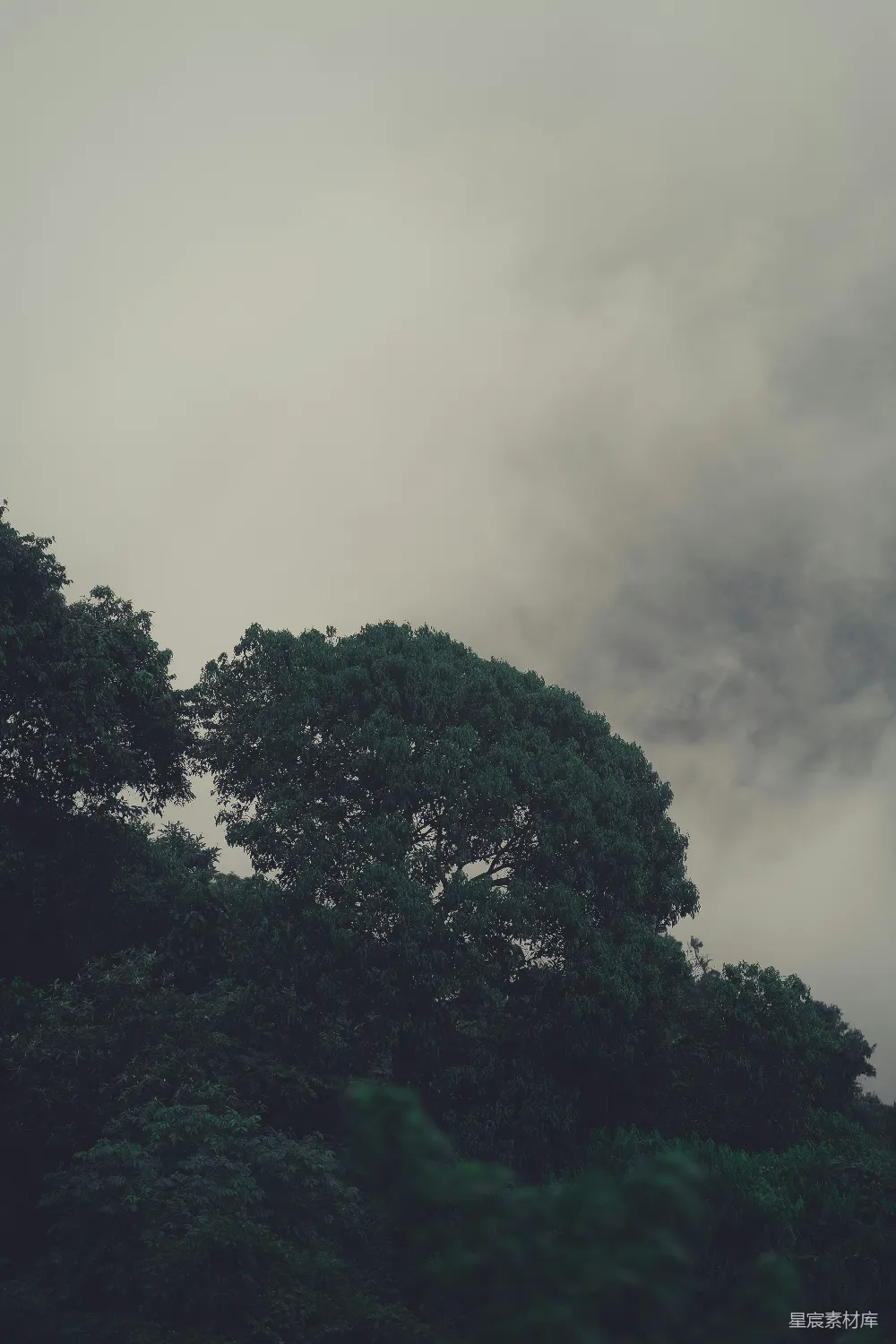 高清摄影 一架飞机在云天下的森林上空飞行。