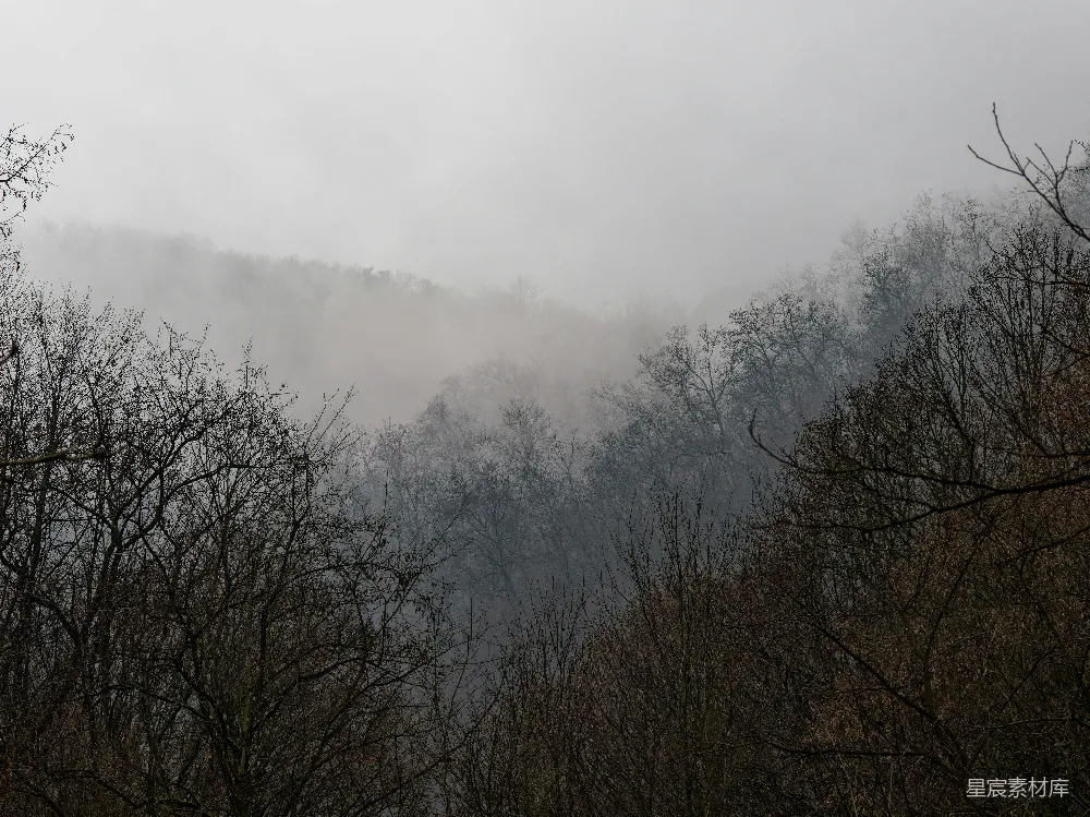 高清摄影 前景为光秃树木的雾林景观