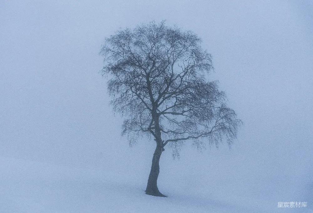 高清摄影 无叶树木下的雪地